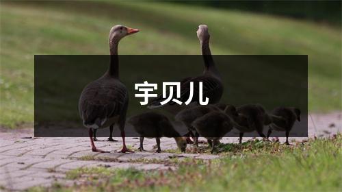 宇贝儿