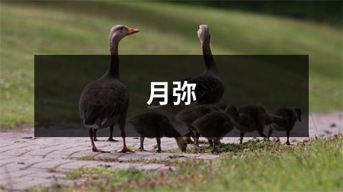 月弥