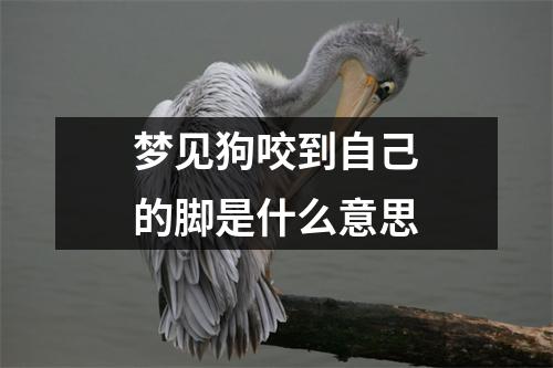 梦见狗咬到自己的脚是什么意思