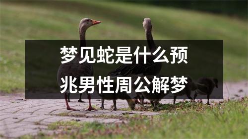 梦见蛇是什么预兆男性周公解梦