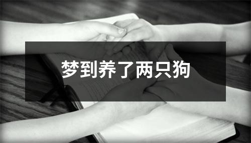 梦到养了两只狗