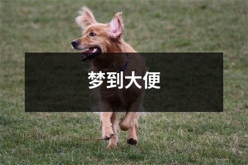 梦到大便