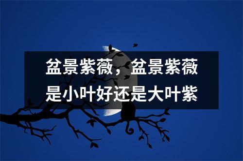 盆景紫薇，盆景紫薇是小叶好还是大叶紫