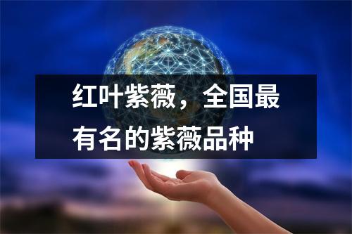 红叶紫薇，全国有名的紫薇品种