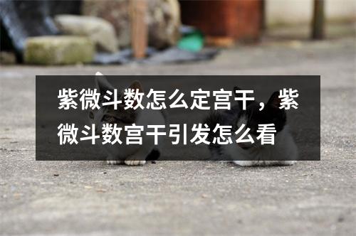 紫微斗数怎么定宫干，紫微斗数宫干引发怎么看