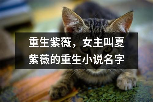 重生紫薇，女主叫夏紫薇的重生小说名字