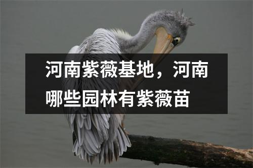 河南紫薇基地，河南哪些园林有紫薇苗