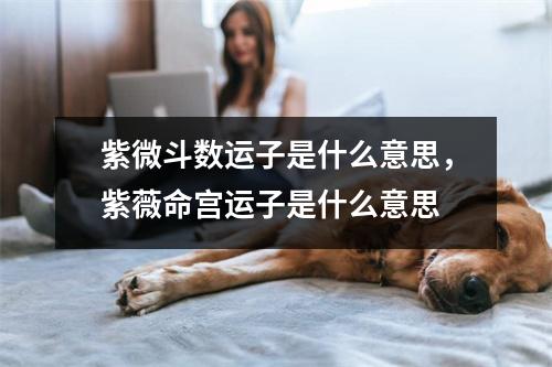 紫微斗数运子是什么意思，紫薇命宫运子是什么意思