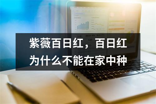 紫薇百日红，百日红为什么