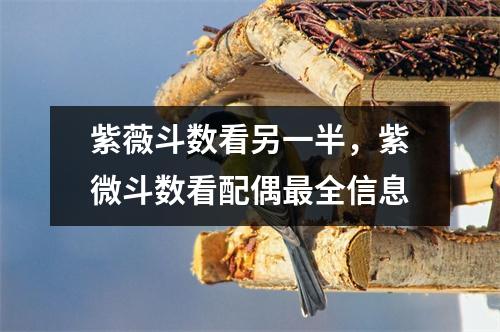 紫薇斗数看另一半，紫微斗