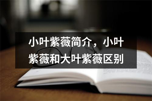 小叶紫薇简介，小叶紫薇和大叶紫薇区别