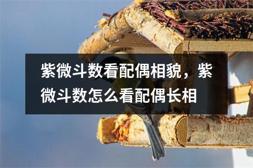 紫微斗数看配偶相貌，紫微斗数怎么看配偶长相