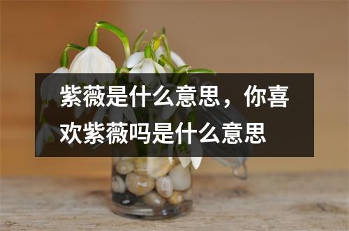 紫薇是什么意思，你喜欢紫薇吗是什么意思