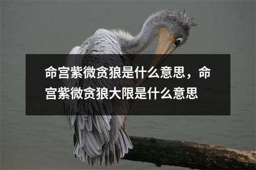 命宫紫微贪狼是什么意思，命宫紫微贪狼大限是什么意思