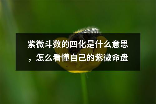 紫微斗数的四化是什么意思，怎么看懂自己的紫微命盘