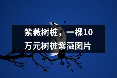 紫薇树桩，一棵10万元树桩紫薇图片