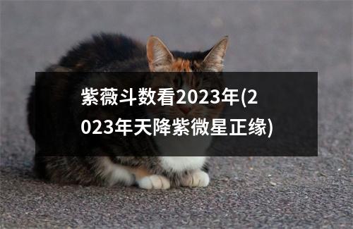 紫薇斗数看2023年(2023年天降紫微星正缘)