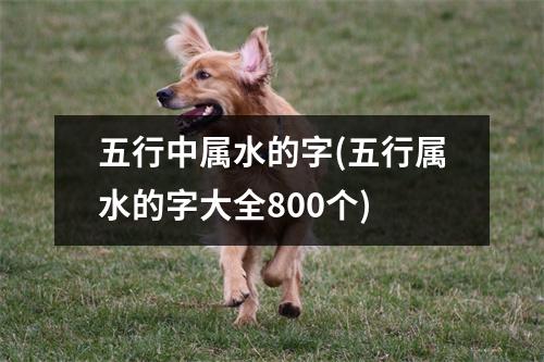 五行中属水的字(五行属水的字大全800个)