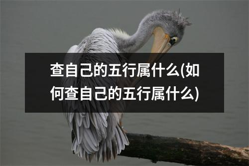 查自己的五行属什么(如何查自己的五行属什么)