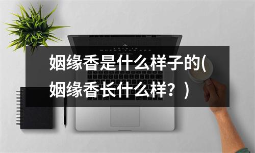 姻缘香是什么样子的(姻缘香长什么样？)