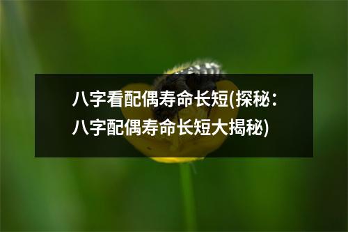 八字看配偶寿命长短(探秘：八字配偶寿命长短大揭秘)