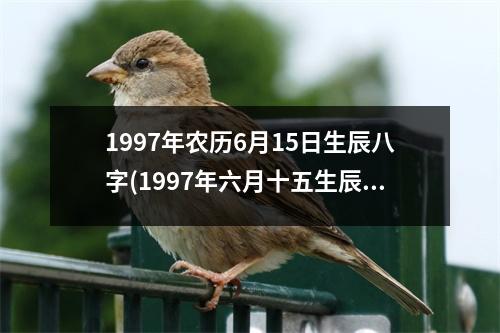 1997年农历6月15日生辰八字(1997年六月十五生辰八字)