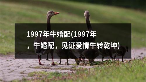 1997年牛婚配(1997年，牛婚配，见证爱情牛转乾坤)