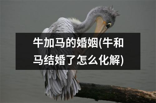 牛加马的婚姻(牛和马结婚了怎么化解)