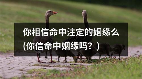 你相信命中注定的姻缘么(你信命中姻缘吗？)