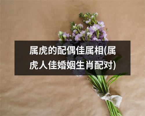 属虎的配偶佳属相(属虎人佳婚姻生肖配对)