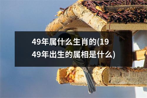 49年属什么生肖的(1949年出生的属相是什么)