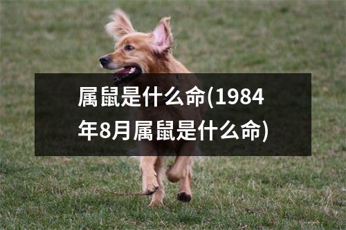 属鼠是什么命(1984年8月属鼠是什么命)