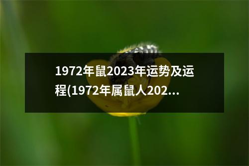 1972年鼠2023年运势及运程(1972年属鼠人2023年运势运程每月运程)