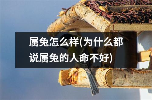 属兔怎么样(为什么都说属兔的人命不好)