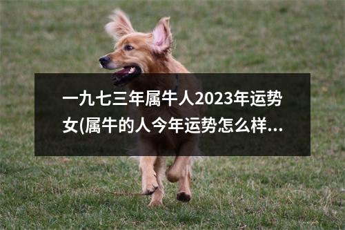 一九七三年属牛人2023年运势女(属牛的人今年运势怎么样2023)