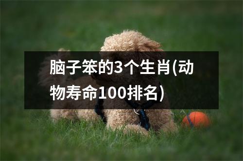 脑子笨的3个生肖(动物寿命100排名)