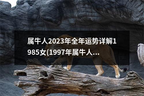 属牛人2023年全年运势详解1985女(1997年属牛人2023年运势运程)