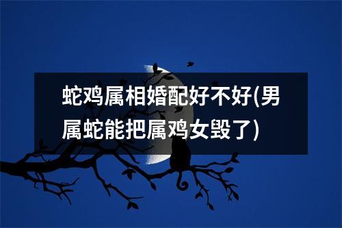 蛇鸡属相婚配好不好(男属蛇能把属鸡女毁了)