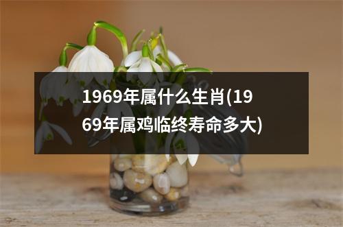 1969年属什么生肖(1969年属鸡临终寿命多大)