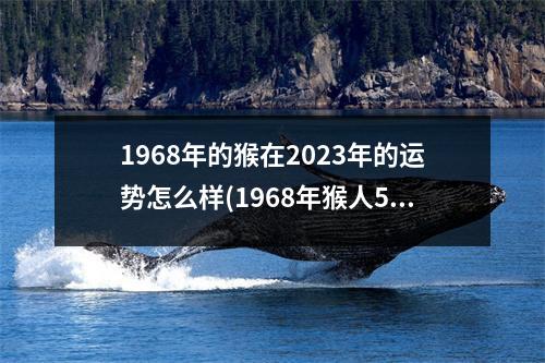 1968年的猴在2023年的运势怎么样(1968年猴人55一56岁运势如何)