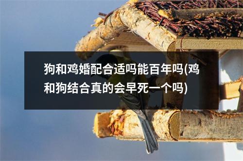 狗和鸡婚配合适吗能百年吗(鸡和狗结合真的会早死一个吗)