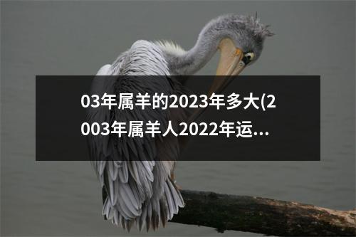 03年属羊的2023年多大(2003年属羊人2022年运势及运程)