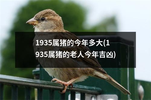 1935属猪的今年多大(1935属猪的老人今年吉凶)