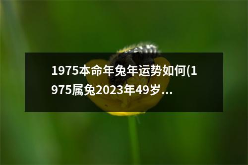 1975本命年兔年运势如何(1975属兔2023年49岁以后运气)