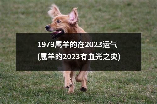 1979属羊的在2023运气(属羊的2023有血光之灾)