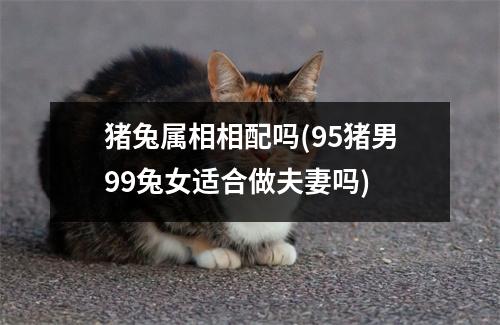 猪兔属相相配吗(95猪男99兔女适合做夫妻吗)