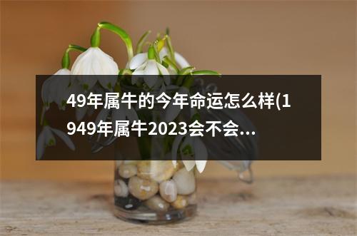 49年属牛的今年命运怎么样(1949年属牛2023会不会死)