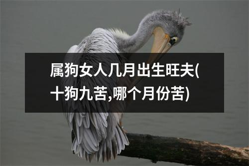 属狗女人几月出生旺夫(十狗九苦,哪个月份苦)